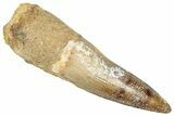 Fossil Spinosaurus Tooth - Nice Tip #357835-1